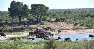 Life in Nylsvley Nature Reserve and Kruger National Park