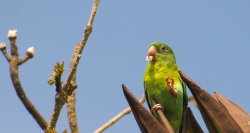 Birding and Learning