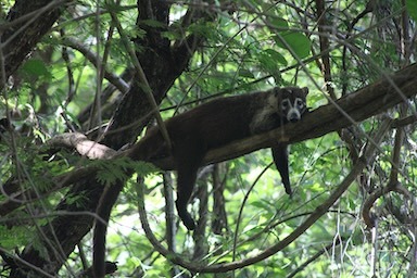 Learning about Ecological Restoration Projects in Costa Rica