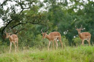 We're Not Stopping for Impala